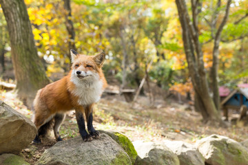 Fox village