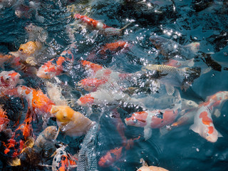 Obraz na płótnie Canvas koi fish in the garden pond
