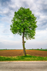 Naklejka premium Lonely tree on a field