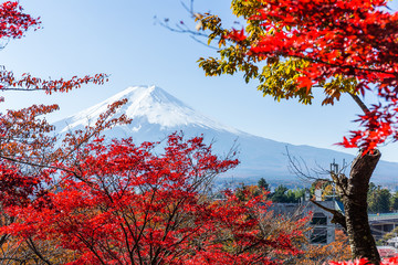 Maple tree and mountain Fuji