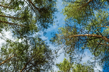 Green forest. Pine green forest background in a sunny day.