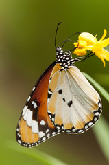 Fototapeta na wymiar Plain tiger butterfly