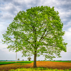 Naklejka premium Lonely tree on a field