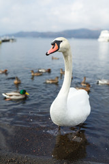 Fototapeta premium Swan and duck