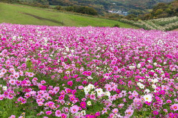 Fototapeta premium Beautiful Cosmos flower field