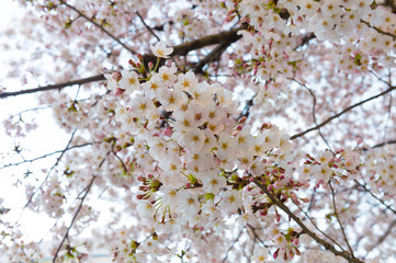 Beautiful cherry blossom sakura in spring time over blue sky.