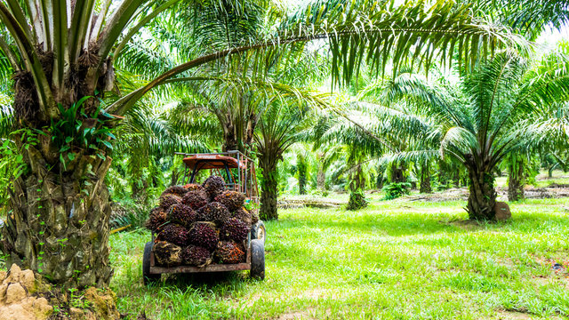 Harvesting palm oil in the plant