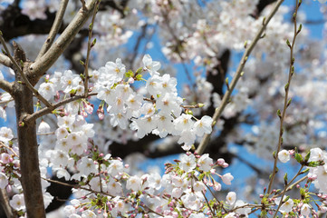 Beautiful cherry blossom sakura in spring time over blue sky.