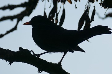 Vogel - Vogelsilhouette