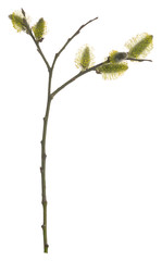 Blooming pussy willow, Salix twig isolated on white background