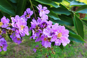 lagerstroemia speciosa flower tree nature background purple park outdoor