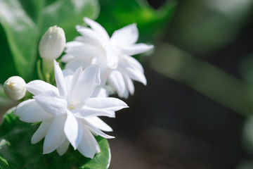 Close up of jasmine flower, beautiful jasmine white flowers