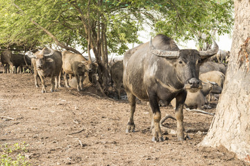 herd thai water buffalo