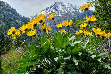 Naklejka premium Arinca in alpine meadows. Balsamroot or sunflowers. Cascade Mountains. Leavenworth. Seattle. WA. United States.