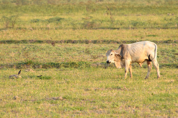 Cow asian eat meadow on field
