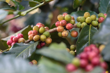 close-up raw coffee on tree in agriculture garden