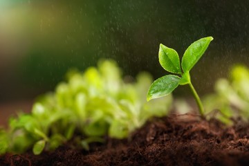 Growing sprout.