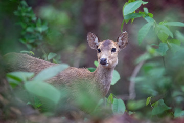 Deer free in zoo, Thailand