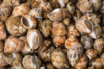 Snail in market (snail background)