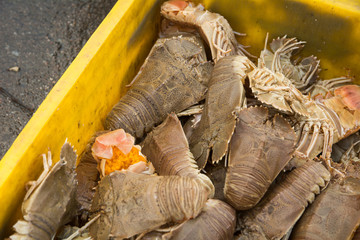Crayfish in basket (closeup)