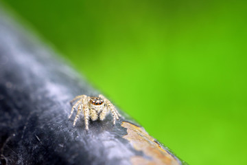 Jumping spider on green background