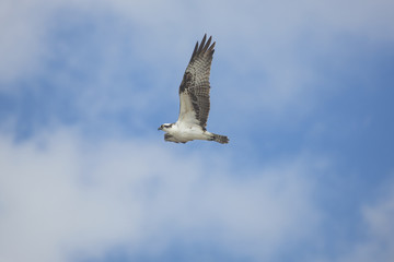 Fototapeta na wymiar Osprey soaring over Fort De Soto Park, St. Petersburg, Florida.