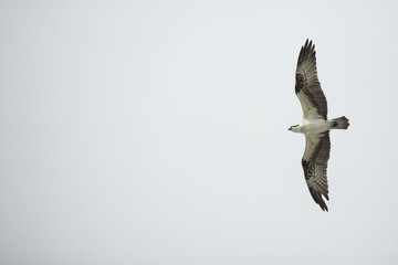 Osprey soaring over Fort De Soto Park, St. Petersburg, Florida.
