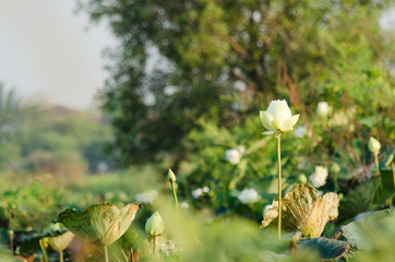 Lotus flower bloom in lake