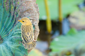 Bird hold on leaf lotus