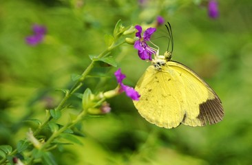 Yellow butterfly