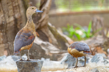 Teal bird in asian wildlife