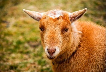 Light brown sheep prior to shearing