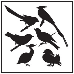 Set of different birds silhouette. Black-white illustration.