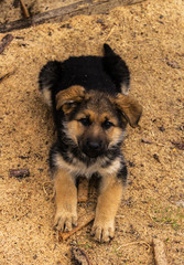 Puppy lying on sawdust wood. Redoubtable. watchman at the sawmill. Sawmill on Podlasie, Eastern Poland.