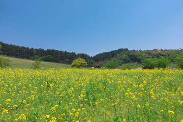 Rapeseed field.