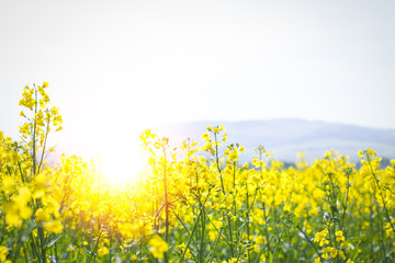 Obraz premium sunflair in a rape field