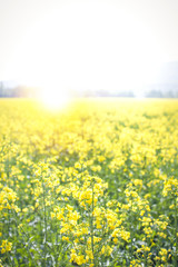 Obraz premium sunflair in a rape field