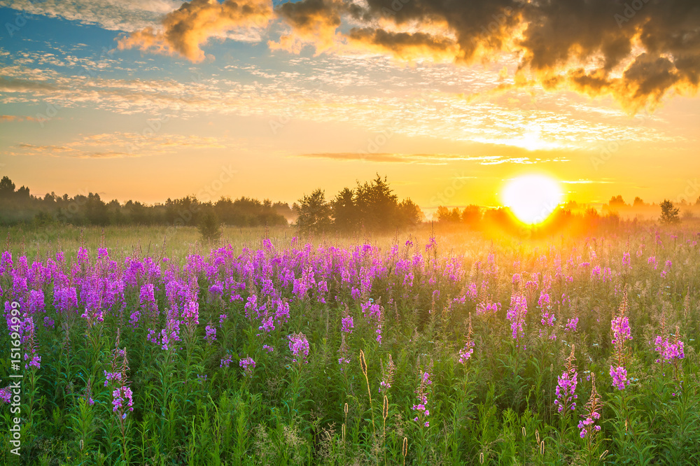 Sticker  landscape with sunrise  and  blossoming meadow