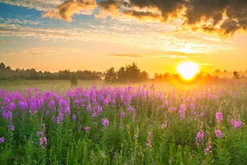 Tuinposter landschap met zonsopgang en bloeiende weide © yanikap