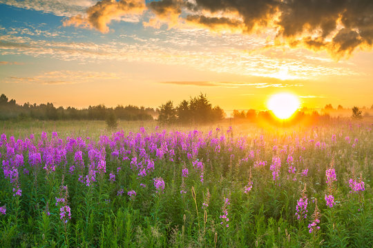  landscape with sunrise  and  blossoming meadow