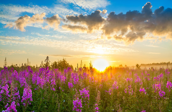 rural landscape with sunrise and blossoming meadow © yanikap