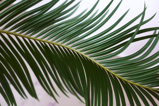 Decorative green leaf palm tree howea