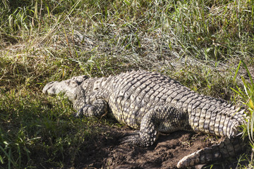 Nile Crocodile Crocodylus Niloticus in the Water, with Full Reflection, Serengeti, Tanzania 