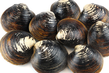 closeup on black live clam as food background