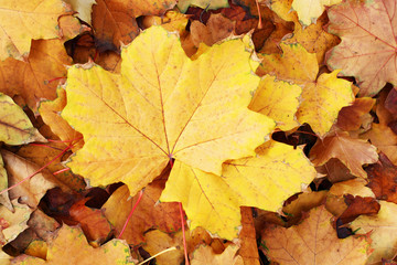 Naklejka na ściany i meble Autumn leaves. Yellow leaf background.