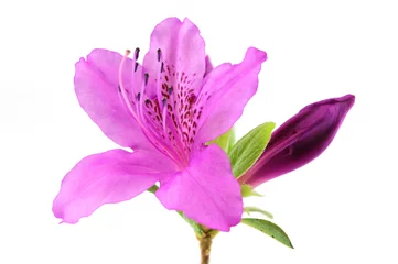 Papier Peint photo Lavable Azalée blooming purple rhododendron isolated on white background