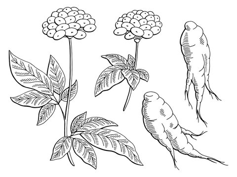 Ginseng graphic black white isolated sketch illustration vector