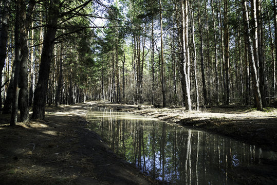 Siberian forest in spring in clear weather