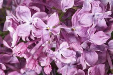 Lilac blossoms beautifully in the spring. A lilac bush in bloom.