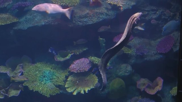 Electric eel
